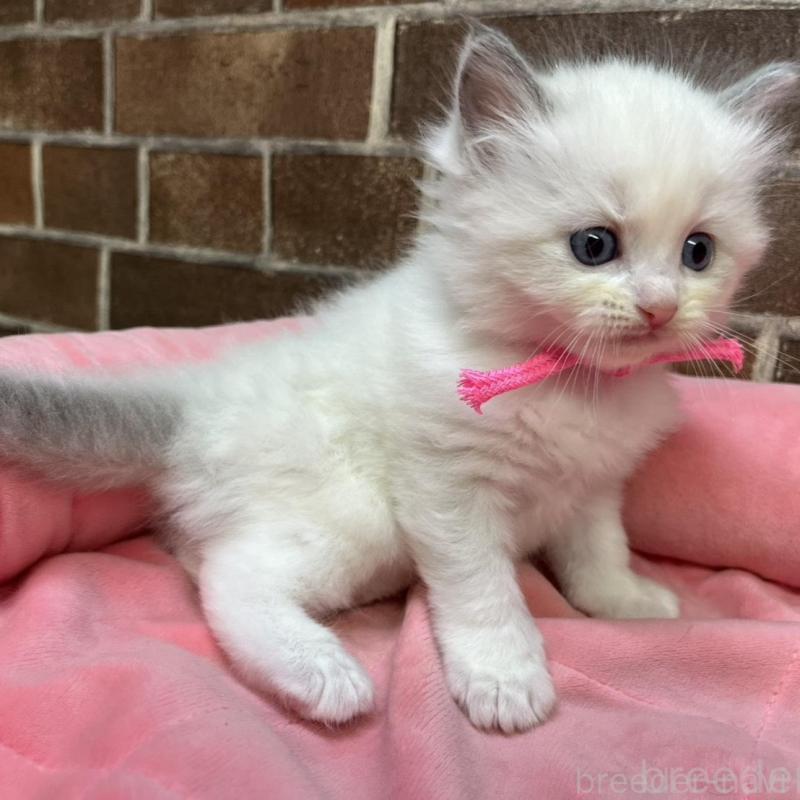 販売中の東京都のラグドール-137682の3枚目