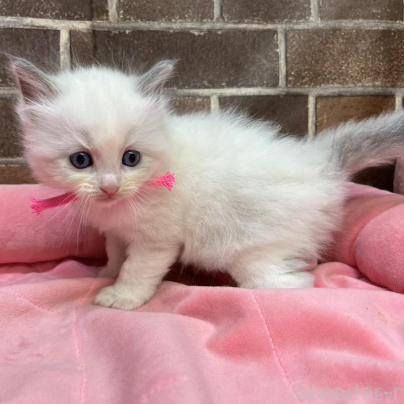 販売中の東京都のラグドール-137682の2枚目