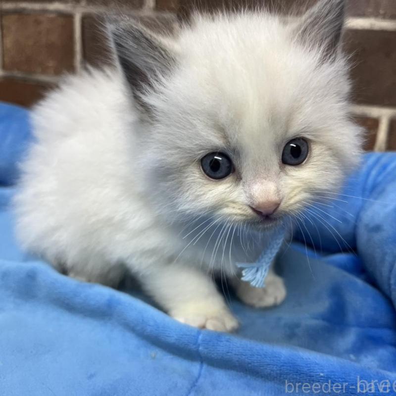 販売中の東京都のラグドール-137683の6枚目