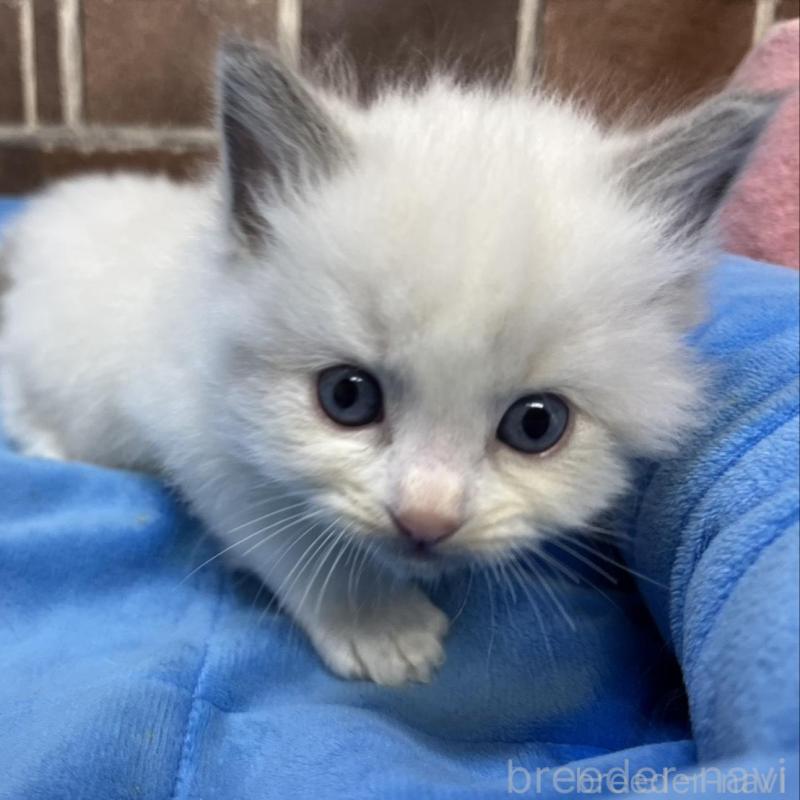 販売中の東京都のラグドール-137683の4枚目