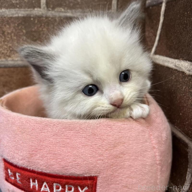 販売中の東京都のラグドール-137683の3枚目