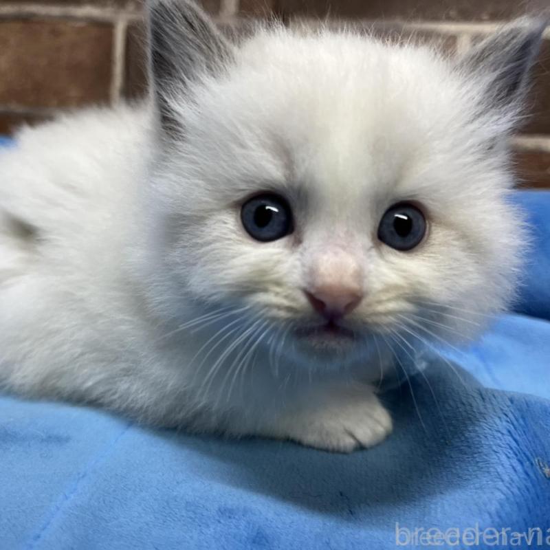 販売中の東京都のラグドール-137683の2枚目