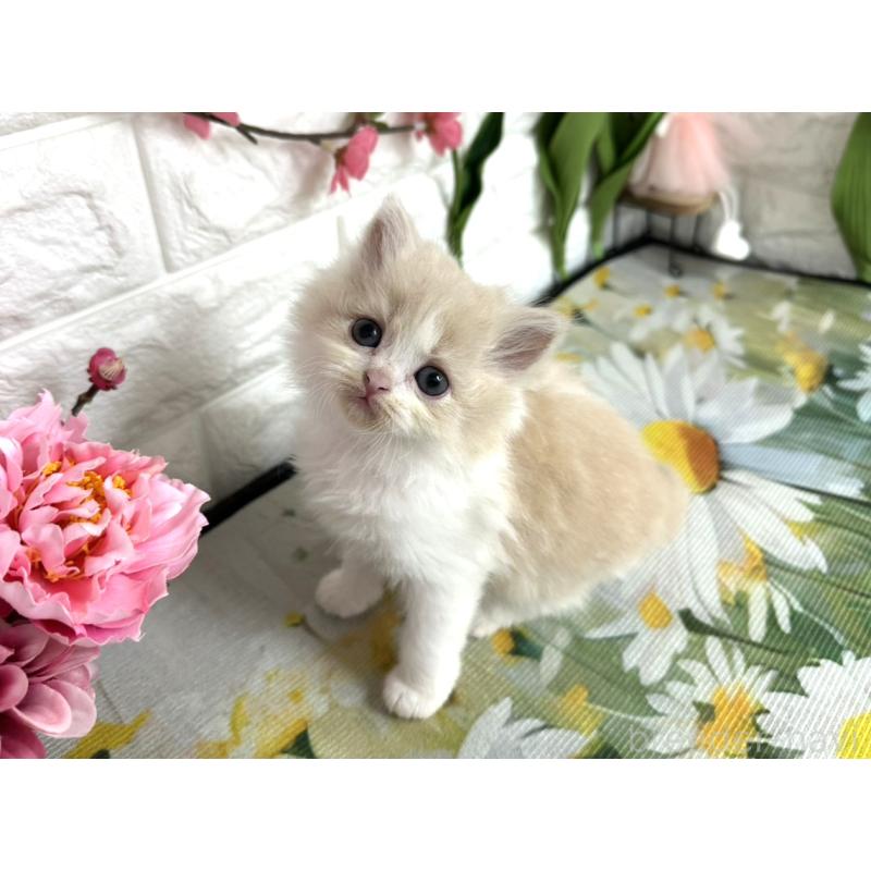 販売中の埼玉県のミヌエット-137684