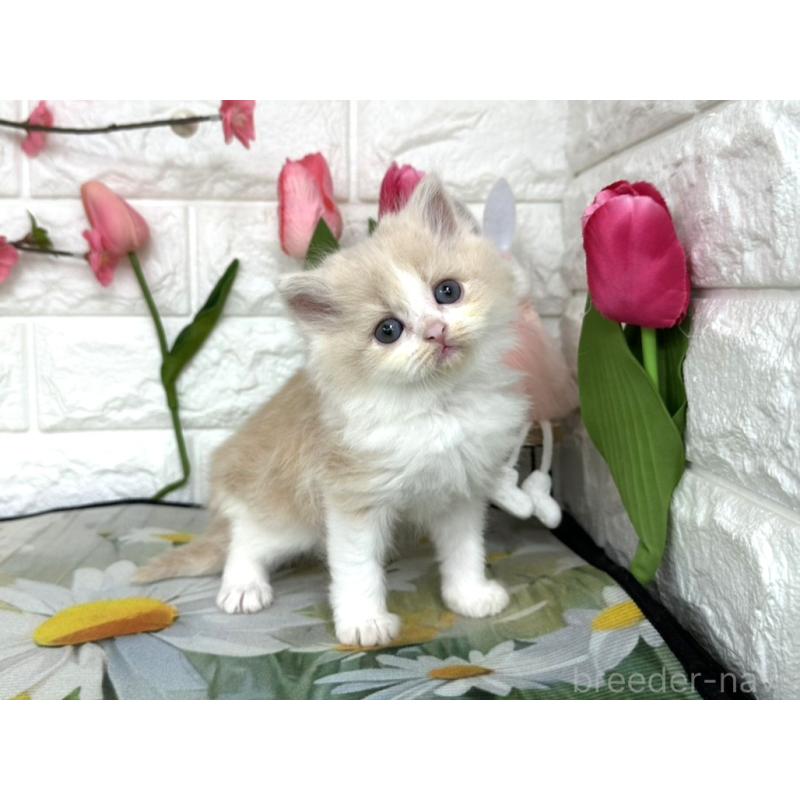 販売中の埼玉県のミヌエット-137684の5枚目