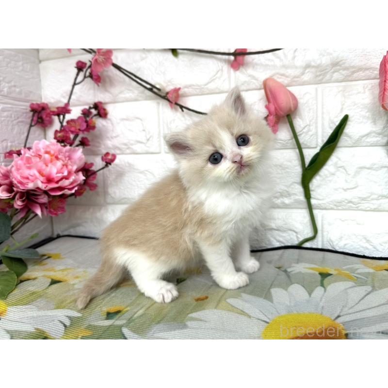 販売中の埼玉県のミヌエット-137684の4枚目