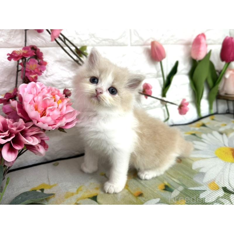 販売中の埼玉県のミヌエット-137684の2枚目