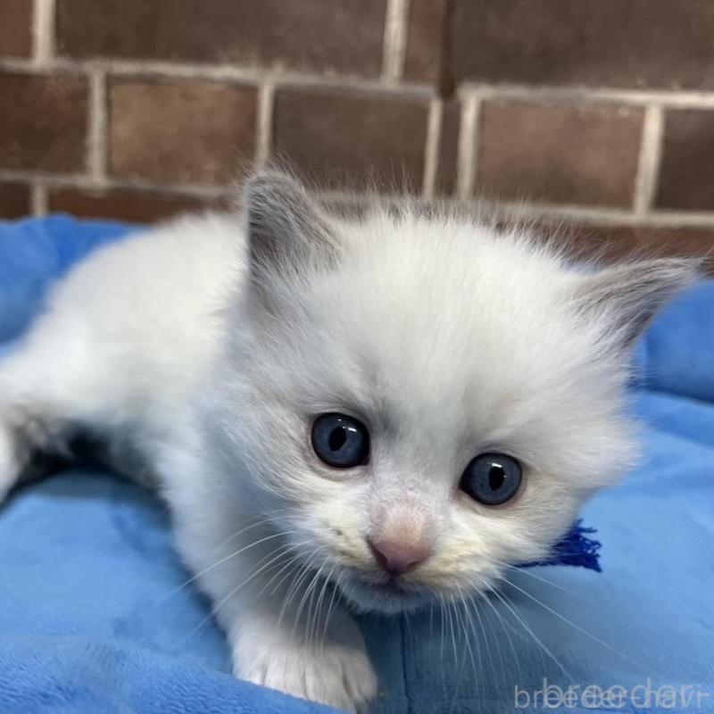 販売中の東京都のラグドール-137685の6枚目