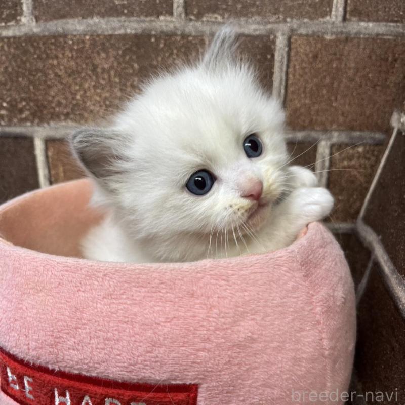 販売中の東京都のラグドール-137685の1枚目