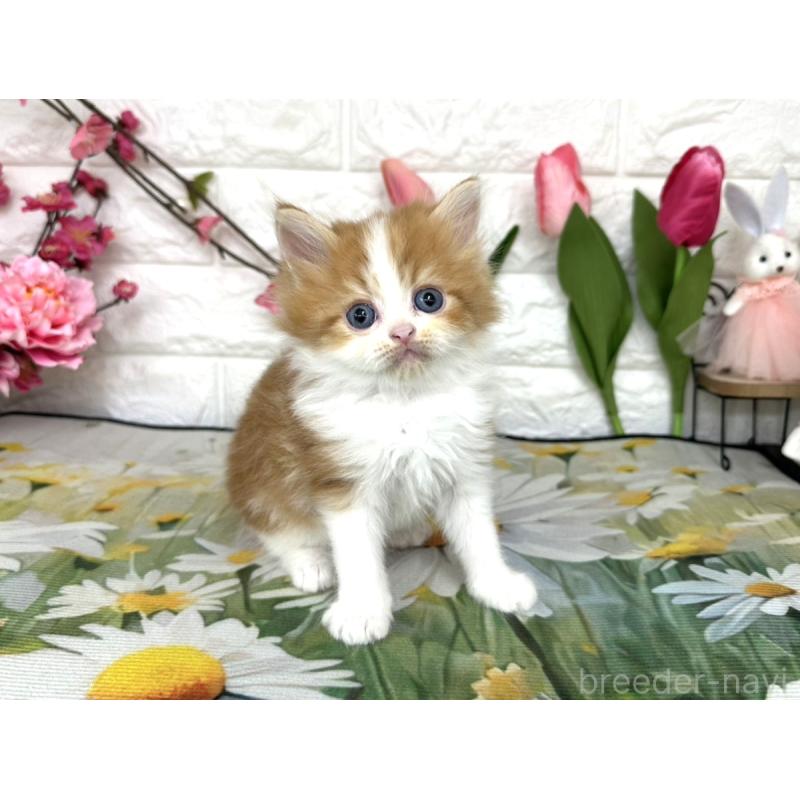 販売中の埼玉県のミヌエット-137686の6枚目