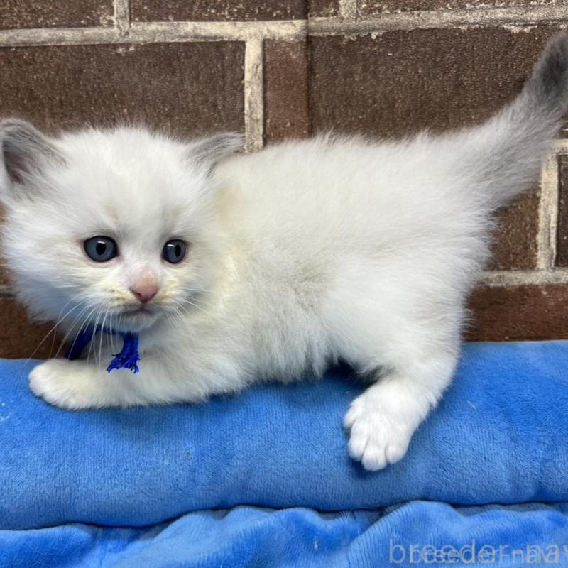 販売中の東京都のラグドール-137685の5枚目