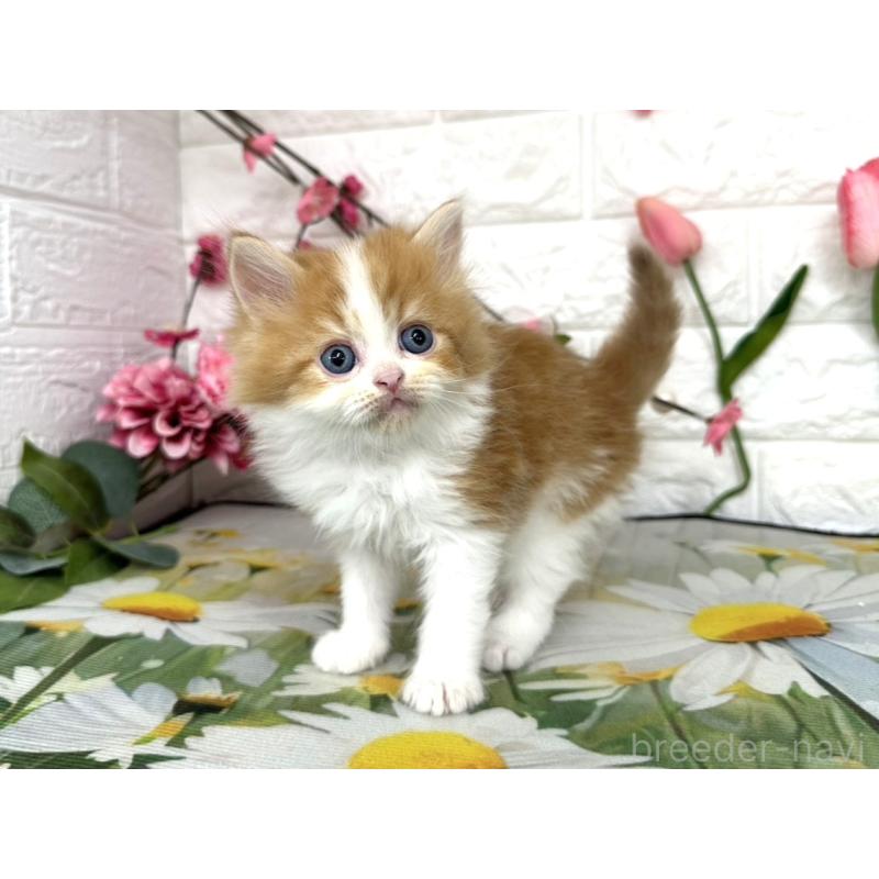 販売中の埼玉県のミヌエット-137686の5枚目