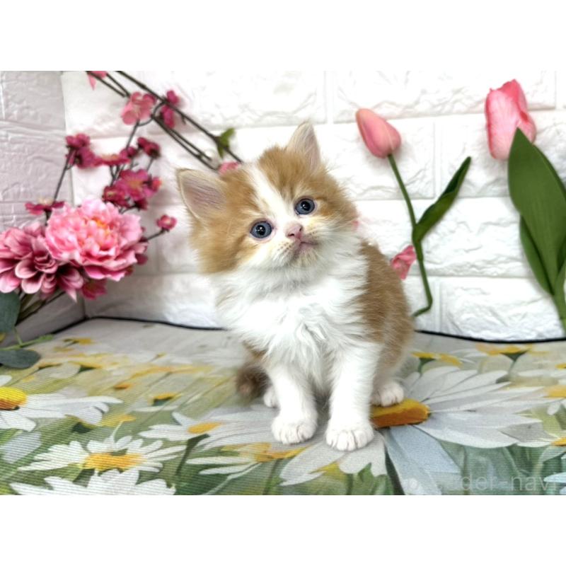 販売中の埼玉県のミヌエット-137686の4枚目