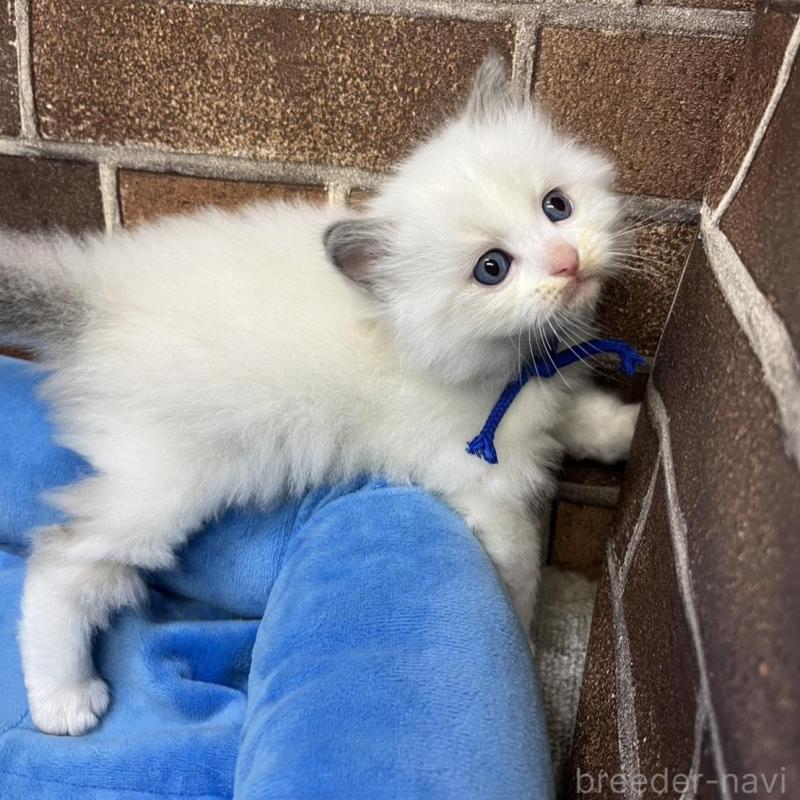 販売中の東京都のラグドール-137685の3枚目