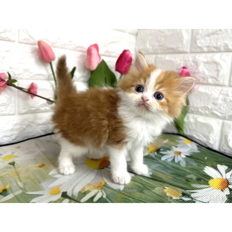 販売中の埼玉県のミヌエット-137686の3枚目