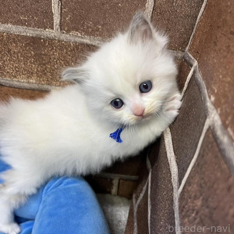 販売中の東京都のラグドール-137685の2枚目