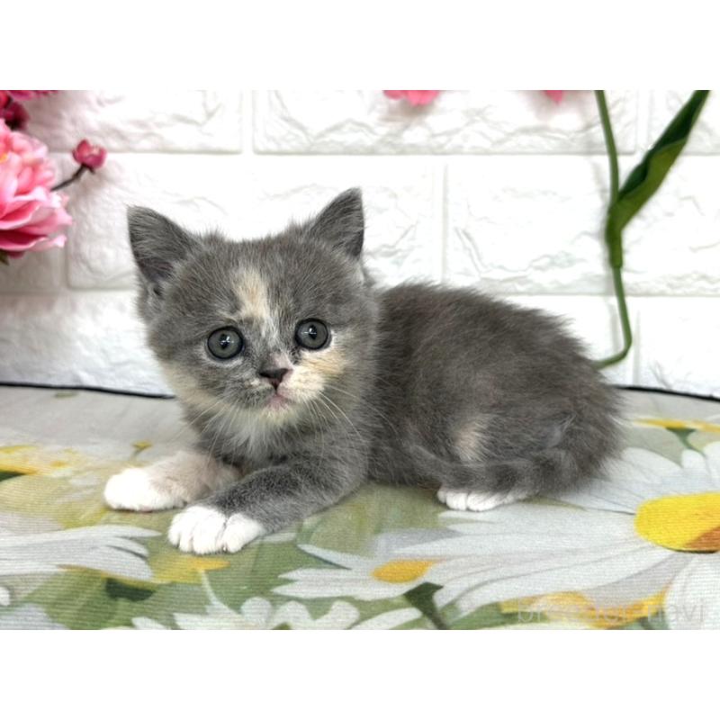 販売中の埼玉県のミヌエット-137687の6枚目