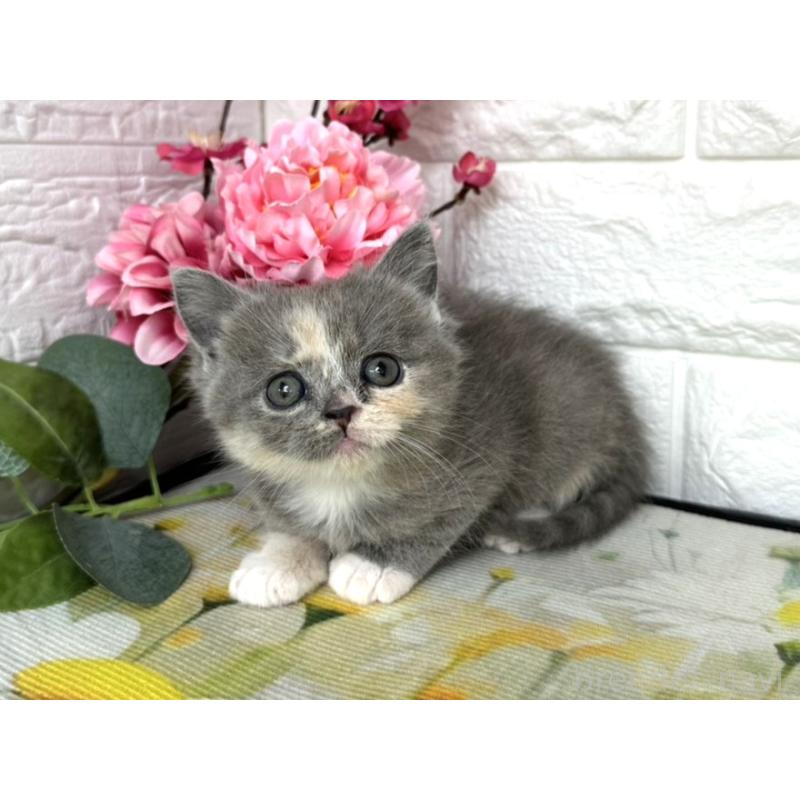 販売中の埼玉県のミヌエット-137687の4枚目