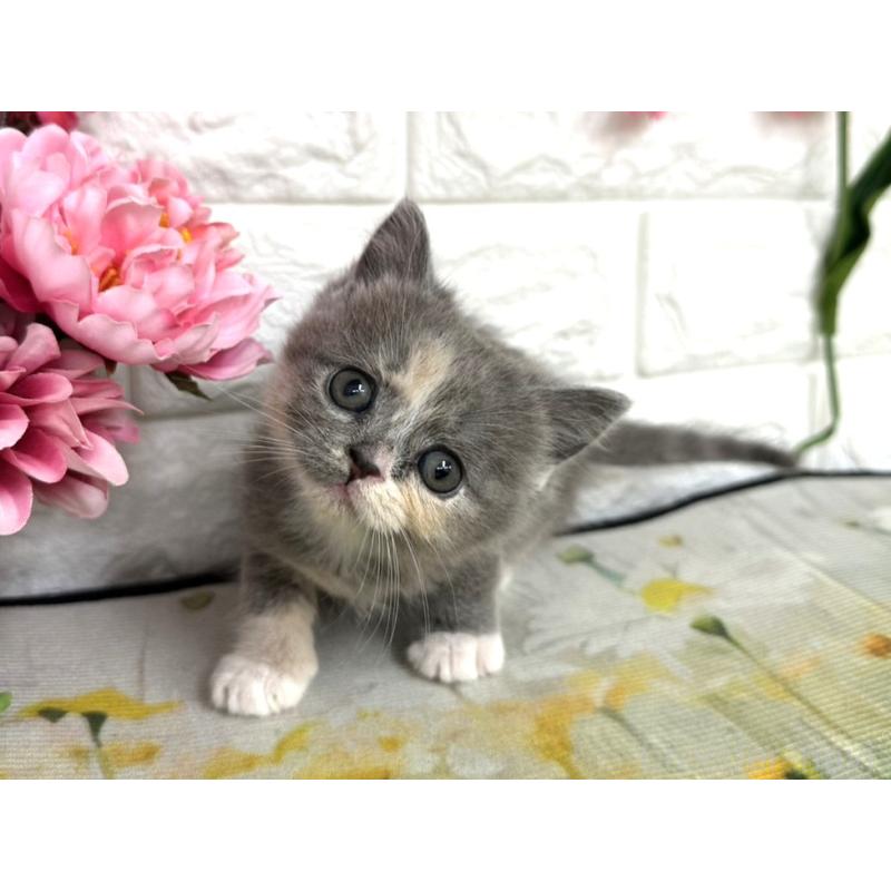 販売中の埼玉県のミヌエット-137687の3枚目