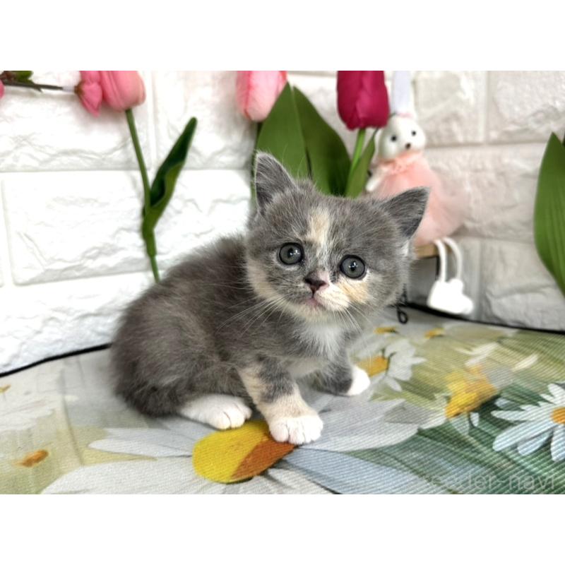 販売中の埼玉県のミヌエット-137687の2枚目