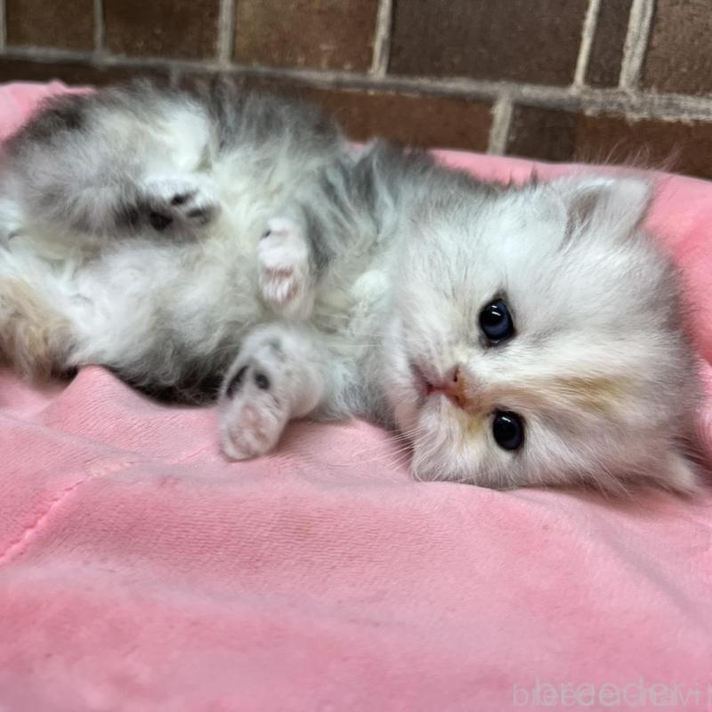 販売中の東京都のミヌエット-137688の6枚目