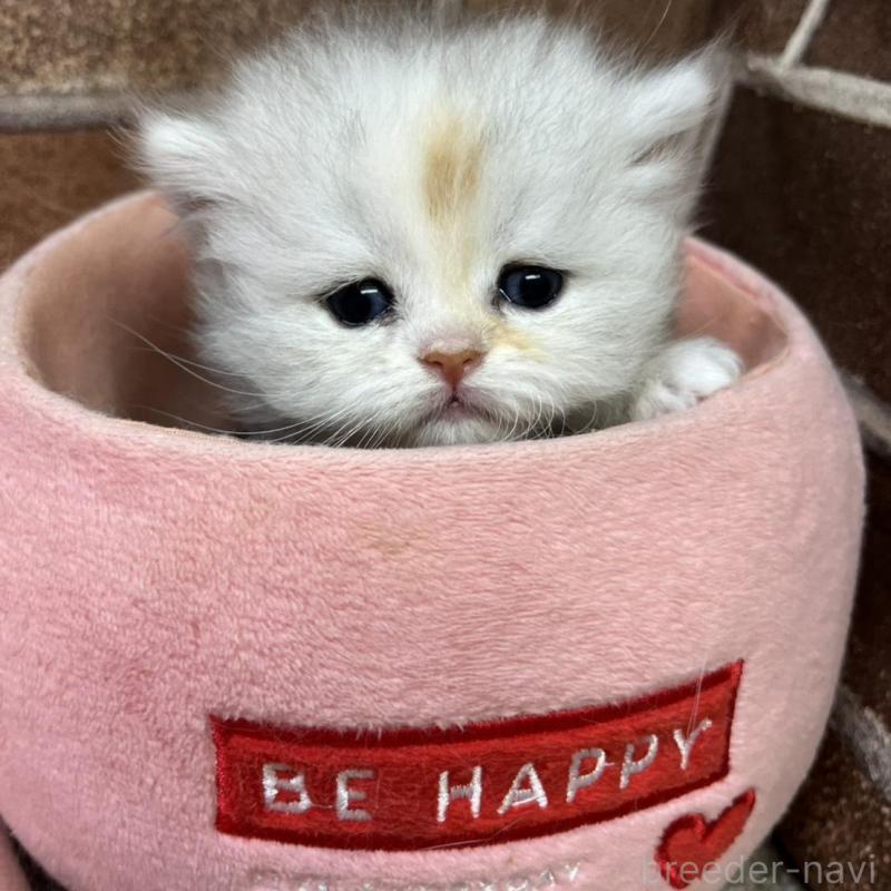 販売中の東京都のミヌエット-137688の5枚目