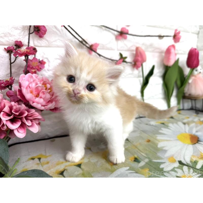 販売中の埼玉県のミヌエット-137689の1枚目