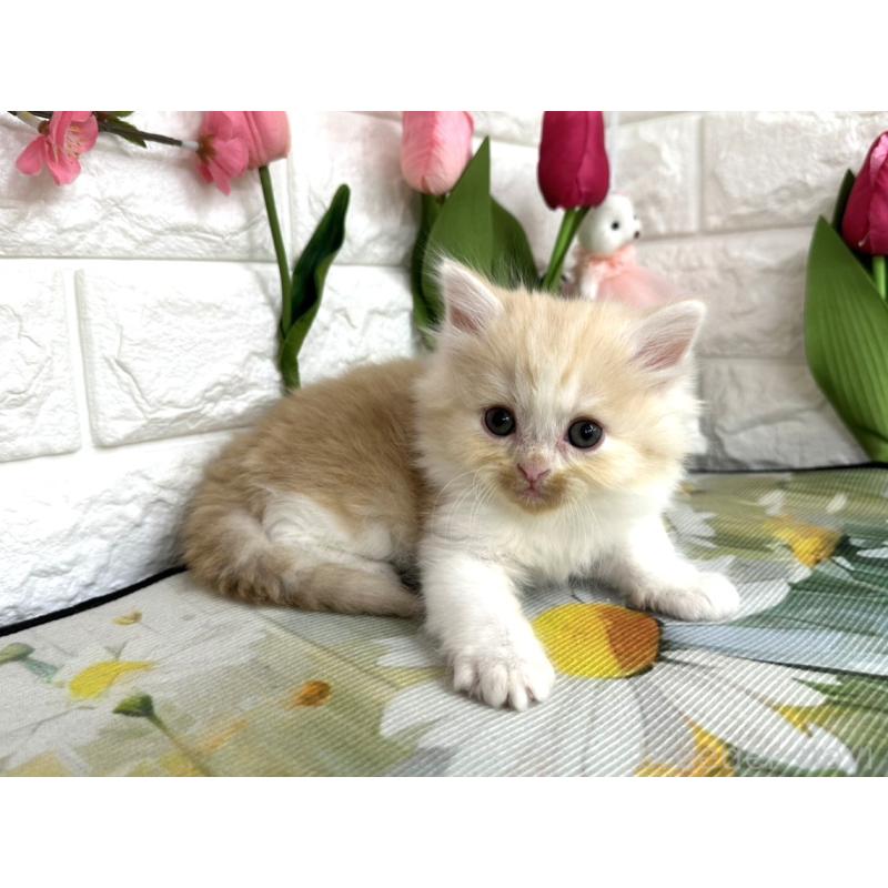 販売中の埼玉県のミヌエット-137689の6枚目