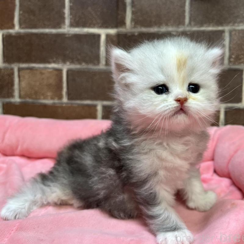 販売中の東京都のミヌエット-137688の3枚目