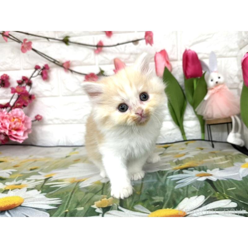 販売中の埼玉県のミヌエット-137689の5枚目