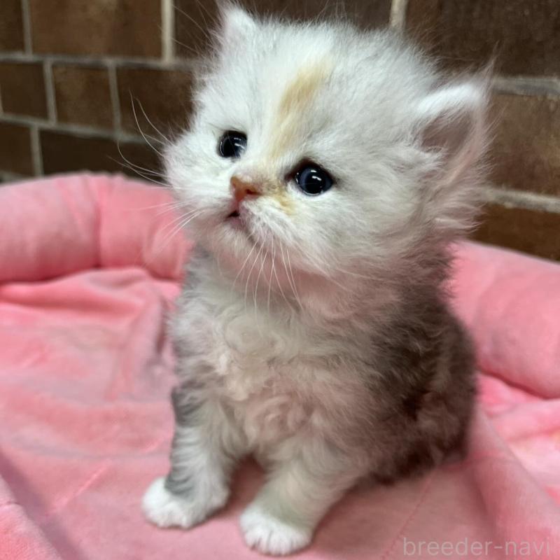 販売中の東京都のミヌエット-137688