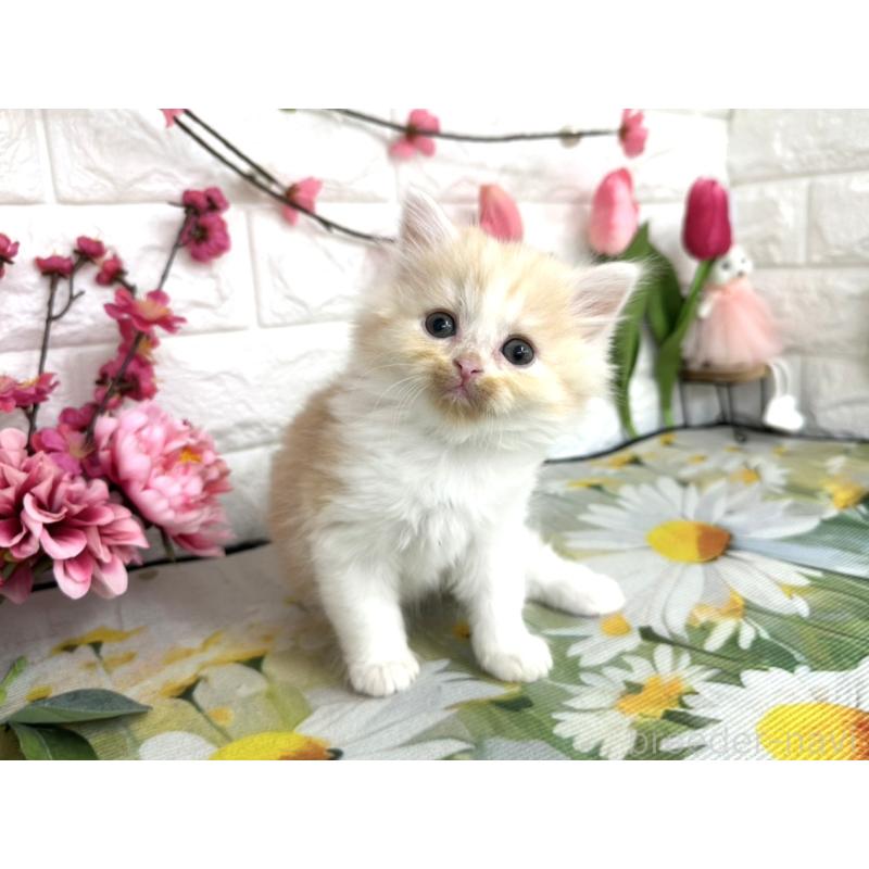 販売中の埼玉県のミヌエット-137689の4枚目