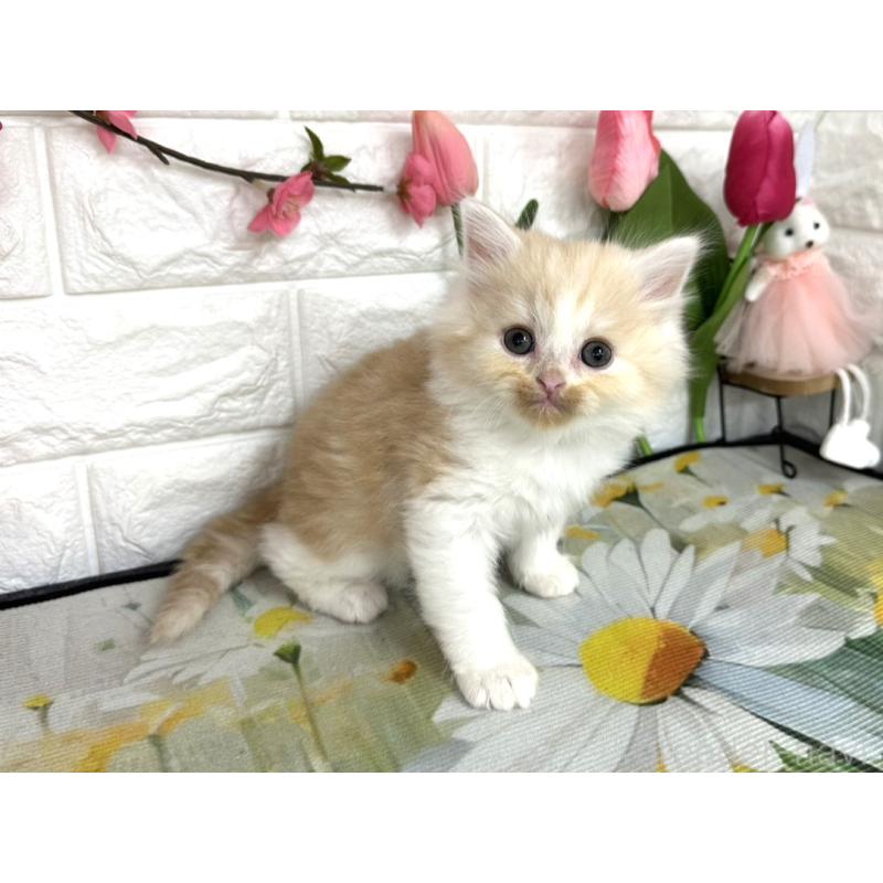 販売中の埼玉県のミヌエット-137689の3枚目