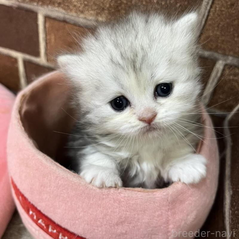 販売中の東京都のミヌエット-137690