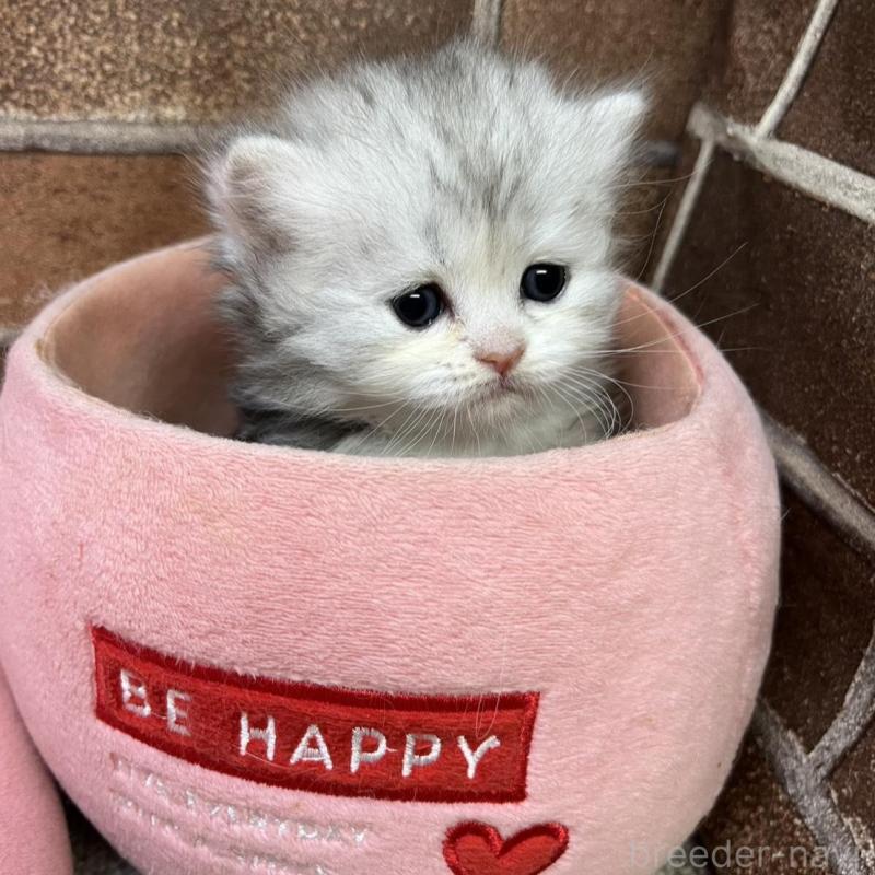 販売中の東京都のミヌエット-137690の5枚目