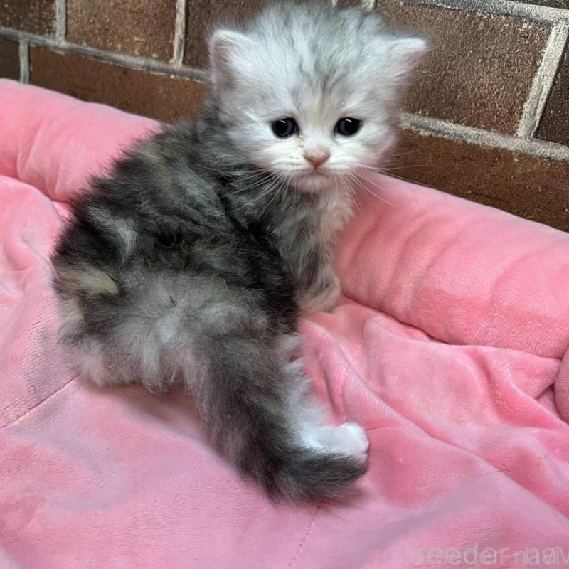 販売中の東京都のミヌエット-137690の4枚目