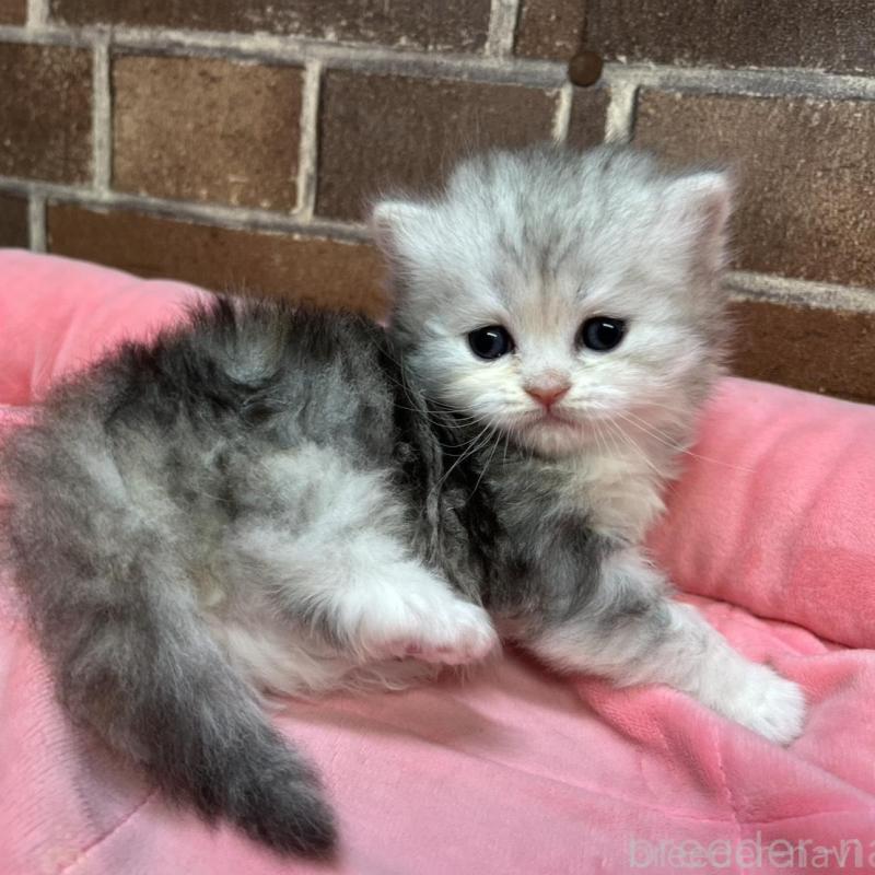 販売中の東京都のミヌエット-137690の3枚目