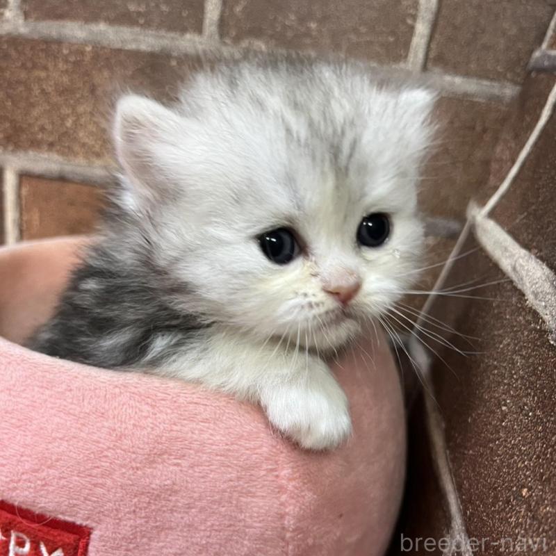 販売中の東京都のミヌエット-137690の2枚目