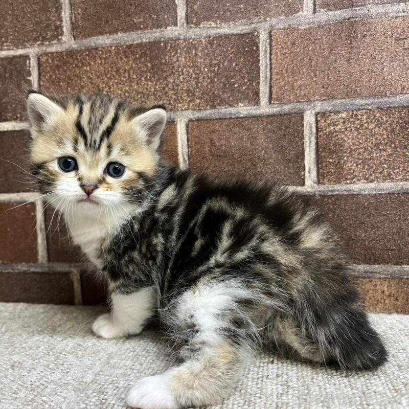 販売中の東京都のミヌエット-137691の6枚目