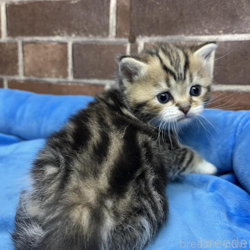 販売中の東京都のミヌエット-137691の5枚目