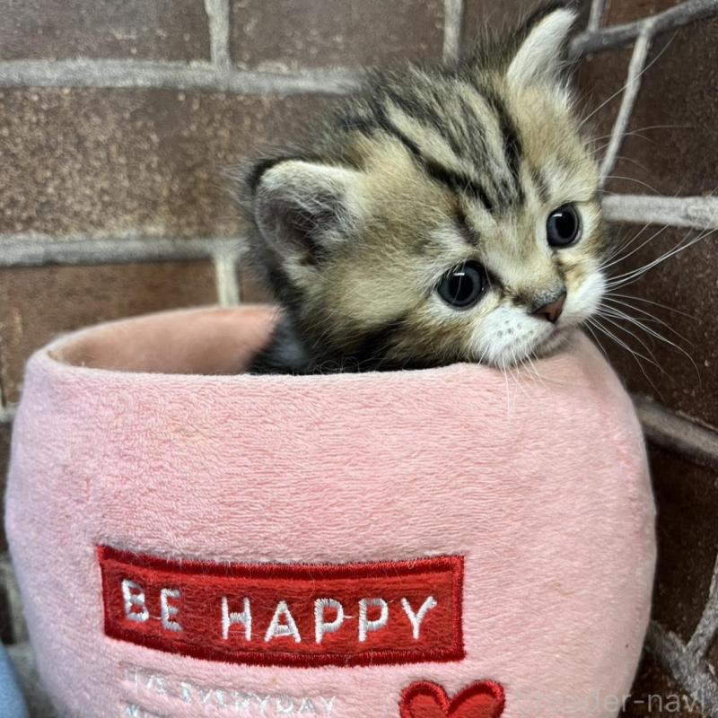 販売中の東京都のミヌエット-137691の4枚目