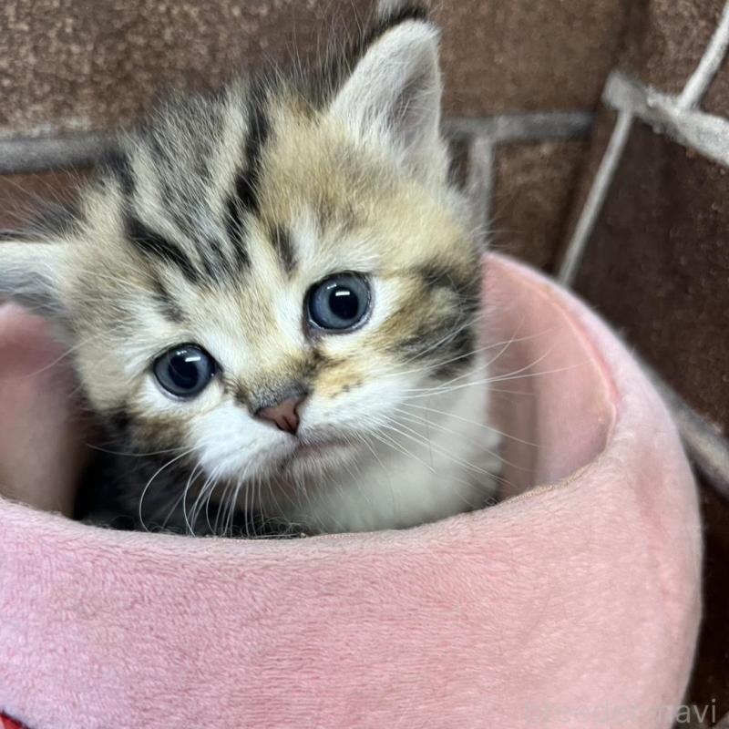 販売中の東京都のミヌエット-137691の3枚目