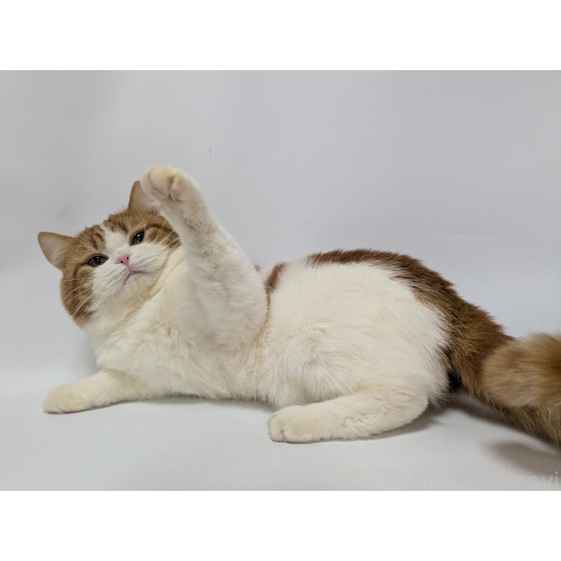 桃太郎くん1枚目