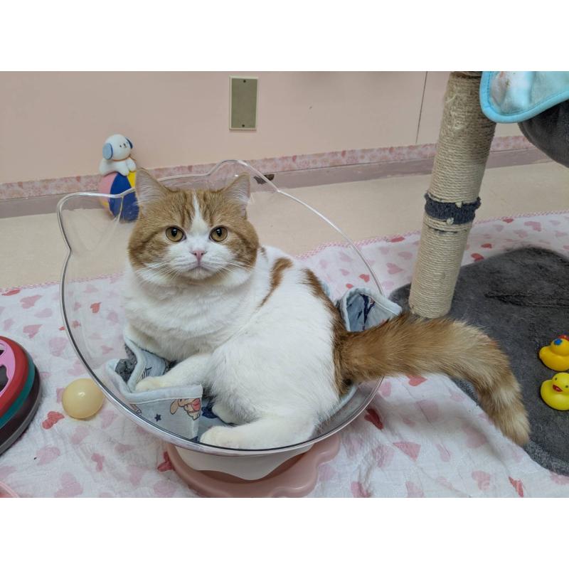 桃太郎くん1枚目