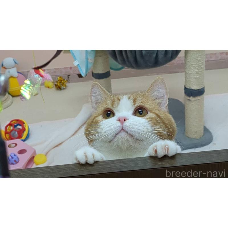 桃太郎くん1枚目