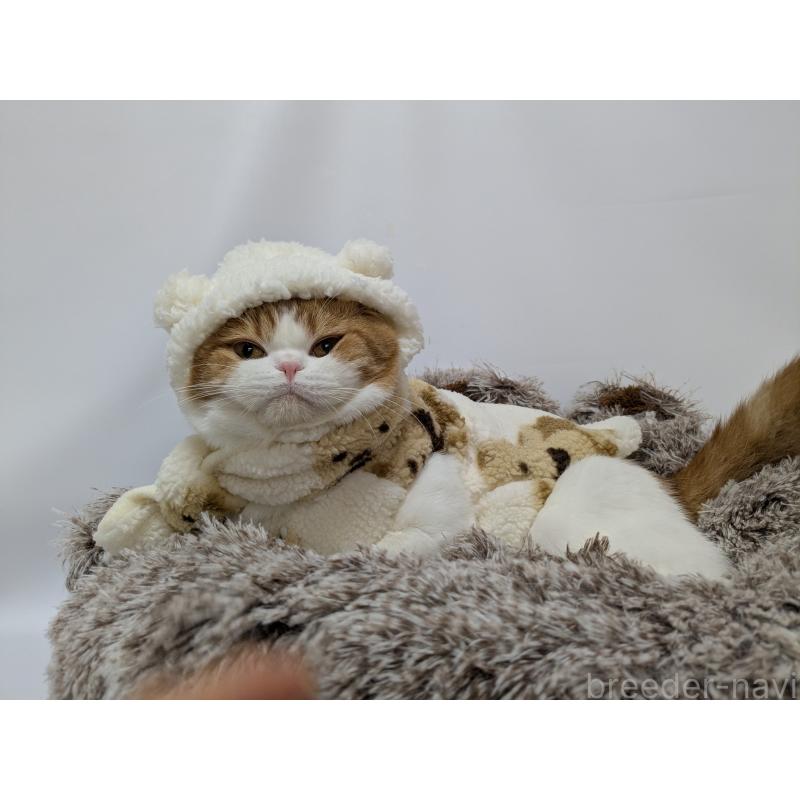 桃太郎くん1枚目