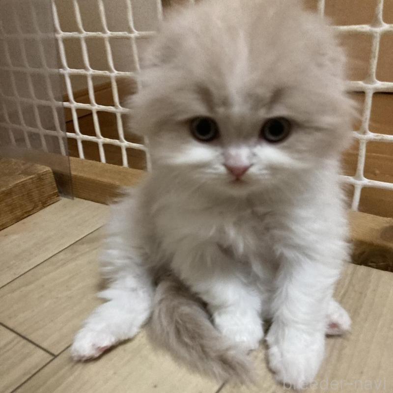 販売中の三重県のスコティッシュフォールド(折れ耳)-137692の8枚目