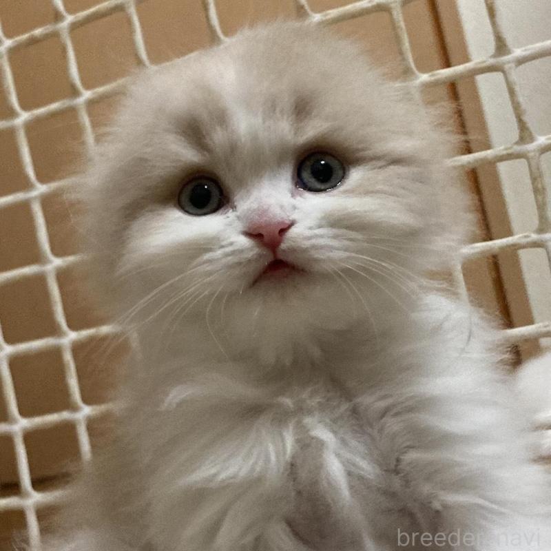 販売中の三重県のスコティッシュフォールド(折れ耳)-137692の7枚目