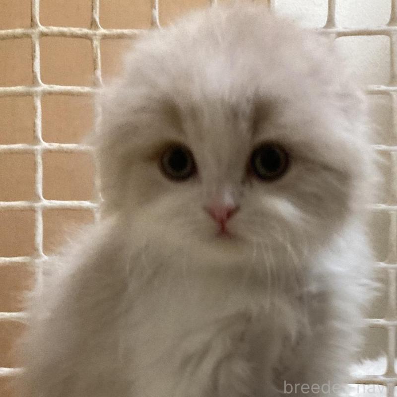 販売中の三重県のスコティッシュフォールド(折れ耳)-137692の6枚目