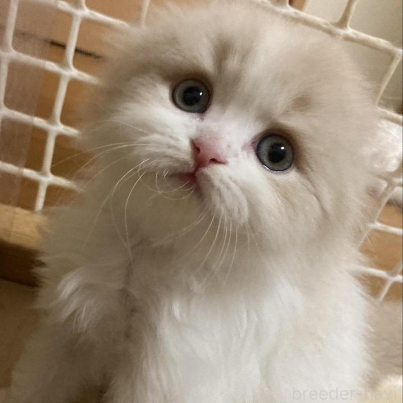 販売中の三重県のスコティッシュフォールド(折れ耳)-137692の1枚目