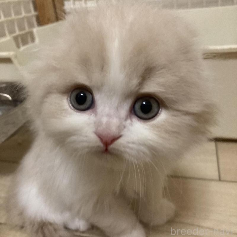 販売中の三重県のスコティッシュフォールド(折れ耳)-137692の4枚目